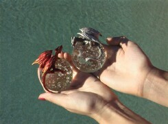 Dragons on Glass Balls
